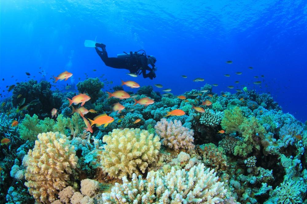 snorkeling