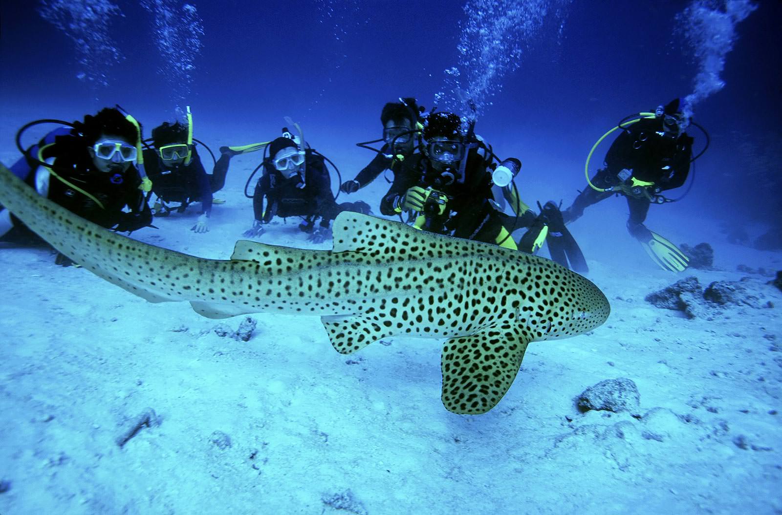 snorkeling